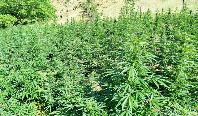 Bingöl'de Bin 410 Kök Kenevir Ele Geçirildi: 1 Tutuklama