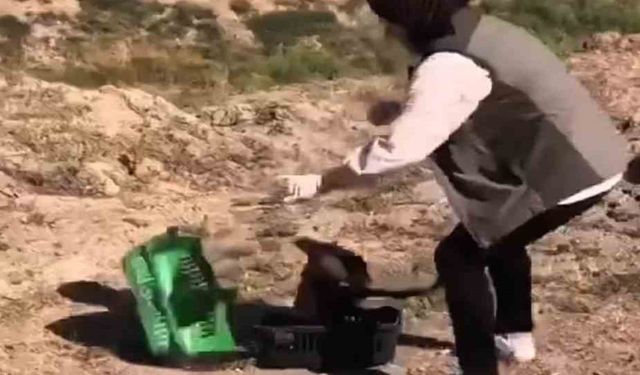 Tedavisi Tamamlanan Kızıl Şahin Doğaya Salındı