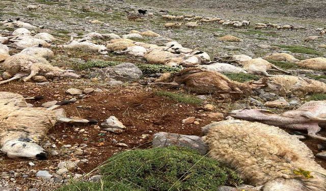 Tunceli-Ovacık'ta Yıldırım Düştü, 200 Koyun Telef Oldu