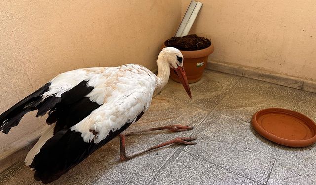 Yaralı Leyleği Zabıta Ekipleri Kurtardı