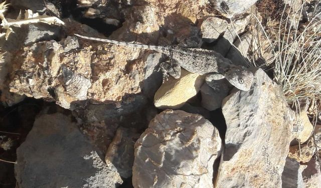 Nesli Tehlike Altındaki Bozkır Keleri Görüntülendi
