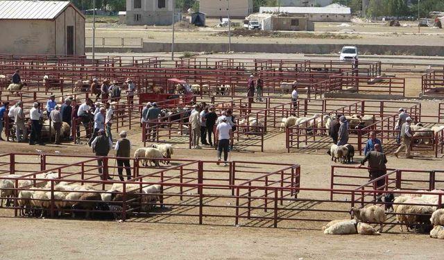 Van’daki Hayvan Pazarı Yeniden Açıldı