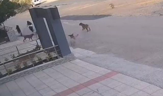 Sokak Köpeklerinden Son Anda Kaçtılar