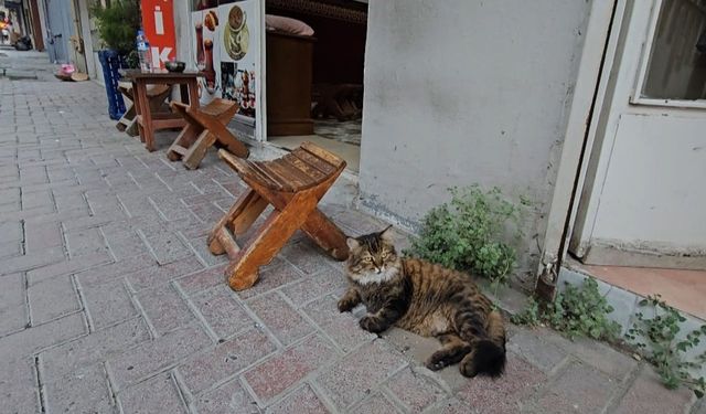 Elazığ'da Çay Ocağını Mesken Tutan Kedi, İlgi Odağı Oldu
