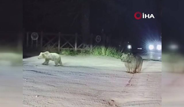 Uludağ’da ayılar çöplere dadandı