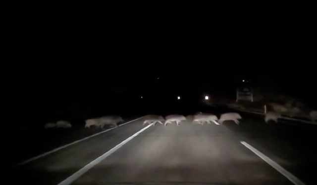 Domuz Sürüsü Trafikte Paniğe Yol Açtı