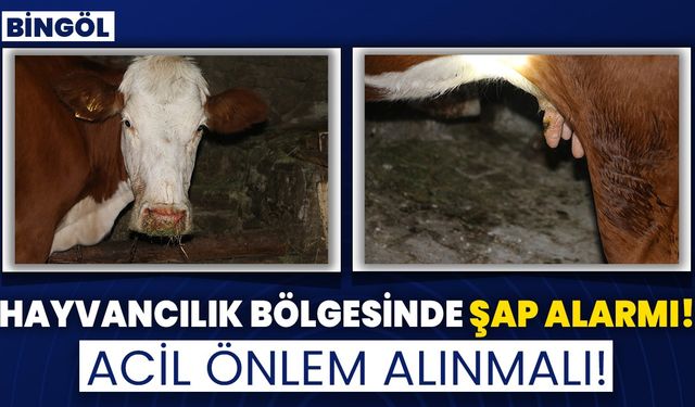 Hayvancılık Bölgesinde Şap Alarmı! Acil Önlem Alınmalı!