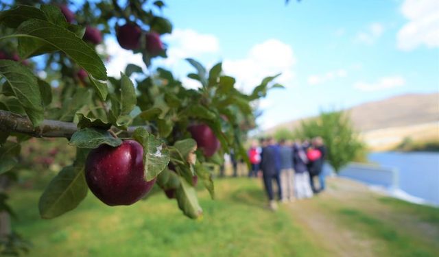 Muş'ta elmadan 100 milyon liralık gelir bekleniyor