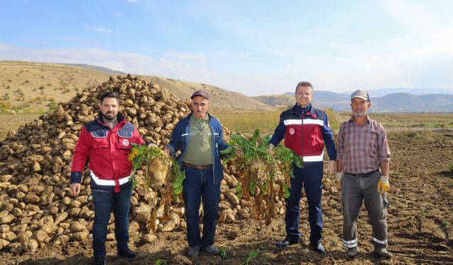 Bingöl’de Şeker Pancarı Hasadı Başladı