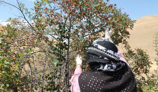 Kadınların Kış Mesaisi Başladı