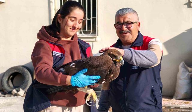 Yaralı Kartal Tedavi Altına Alındı