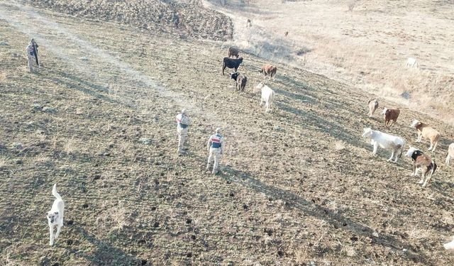 Kaybolan 23 Büyükbaş Hayvan Drone ile Bulundu