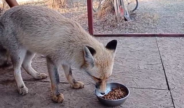 Tunceli’de Doğadan Gelen Konuk
