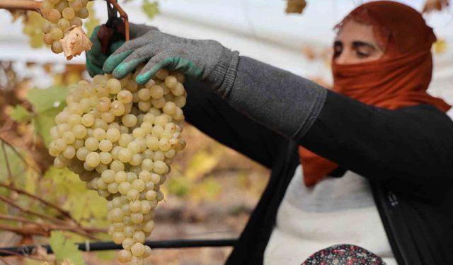 Don Etkisiyle Üzüm Verimi Azaldı, İhracat Yine Devam Ediyor