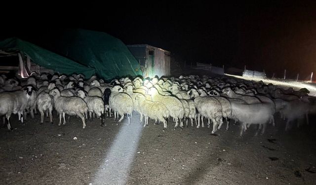 Yoğun Siste Kaybolan 200 Koyunu Arama Çalışmasıyla Bulundu