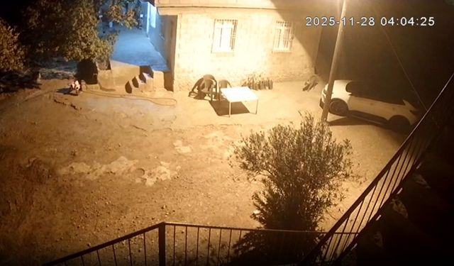 Sırtlanlar Tavuk Kümesine Girdi: Horoz ve Tavuklar Kaçırıldı