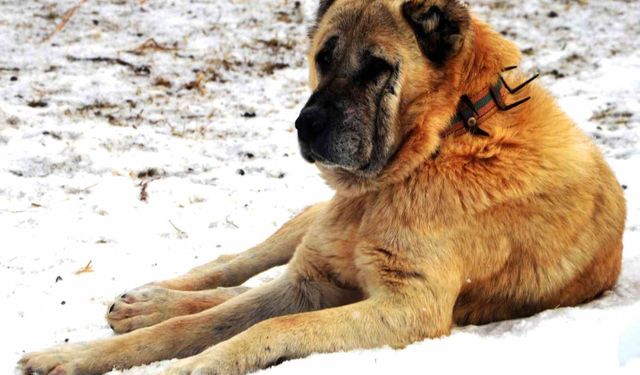 1938 Yılında Erzurum Çoban Köpekleri Diplomatik Hediye Olarak Amerika’ya Gönderilmiş!