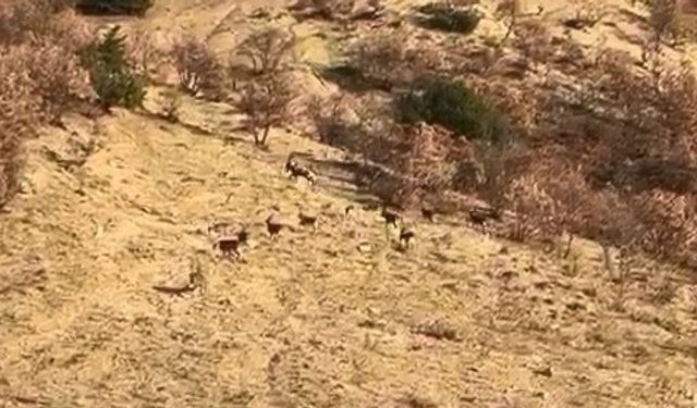 Karakoçan İlçesinde dağ keçileri görüntülendi