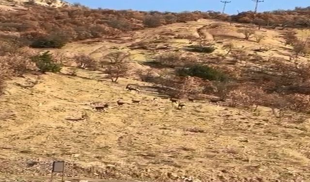 Karakoçan'da Dağ Keçileri Görüntülendi