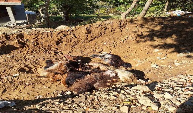 Kurtlar Ağıla Girdi, 10 Koyunu Telef Etti