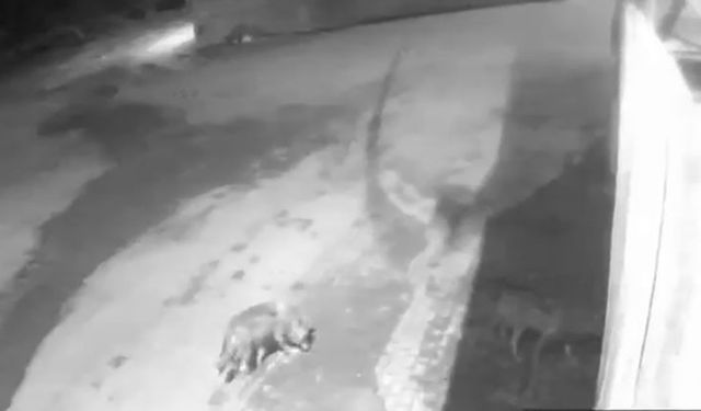 Erzurum'da Köye Kurt İndi