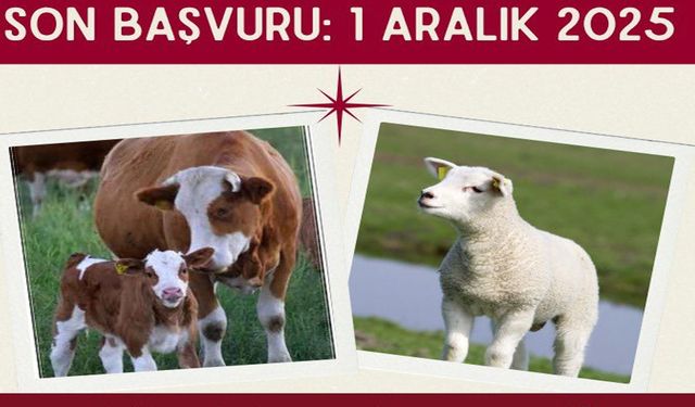 Hayvancılık Desteklemelerinde Son Başvuru 1 Aralık’ta!