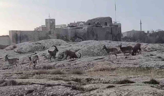 Güneşin İlk Işıklarıyla Birlikte Dağ Keçileri Sürü Halinde Görüldü