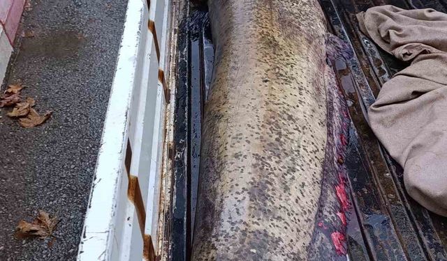 Gölden 65 Kiloluk Dev Yayın Balığı Çıktı