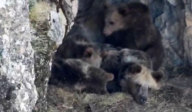 Kış Uykusuna Hazırlanan Ayı Ailesi Cep Telefonu Kamerasına Yansıdı