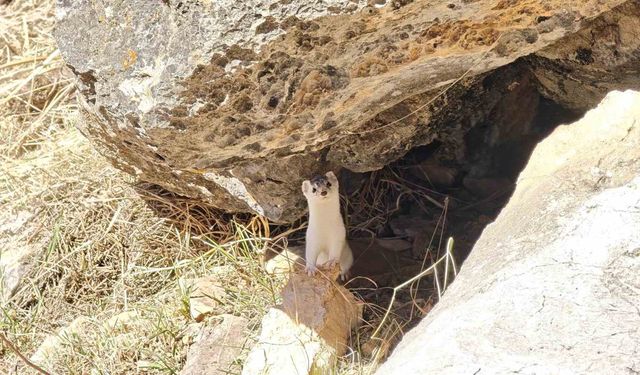 Dağcılar Nesli Tükenme Tehlikesi Altındaki Gelinciği Görüntüledi