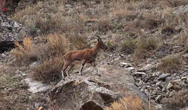Dağ Keçileri İlçe Merkezine İndi