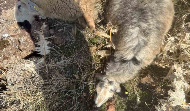 Karakoçan’da Kurt Saldırısı: 28 Koyun Telef Oldu, 12 Kayıp