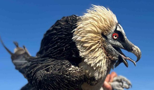 Tedavi Edilen Yırtıcı Kuşlar Yeniden Doğaya Salınıyor
