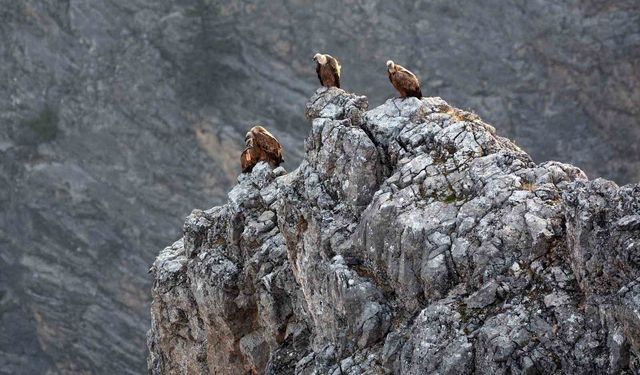 Göçmen Akbabalar Görüntülendi