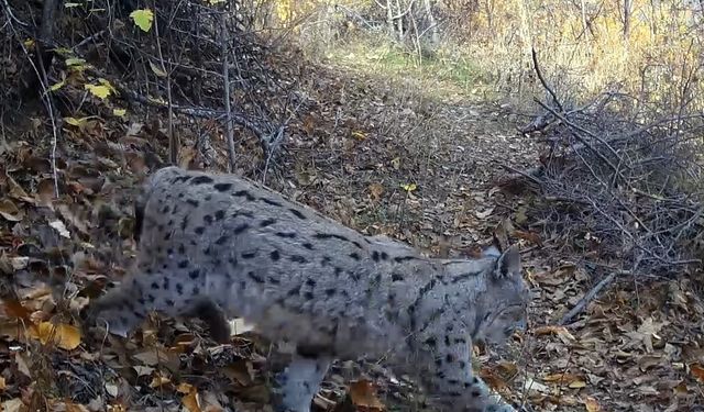 Nadir Görülen Vaşak Foto Kapana Takıldı