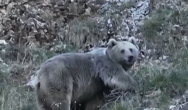 Kış Uykusuna Hazırlanan Ayıları Görüntüledi