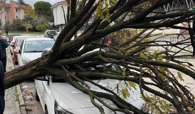Bursa’da Devrilen Ağaç Büyük Panik Yarattı