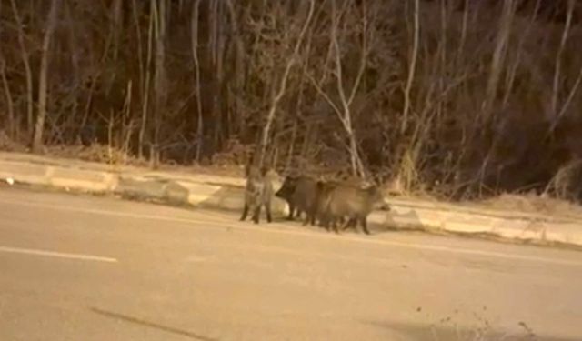 Yüksekova’da Domuz Sürüleri Şehir Yakınlarında Görüntülendi