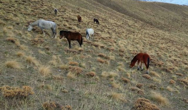 Kışın Doğaya Bırakılan At Ve Eşekler Ölüm Riskiyle Karşı Karşıya