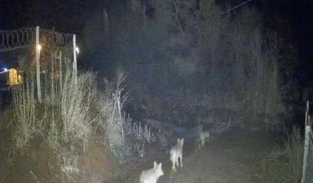 Elazığ’da Köy Yakınlarında Kurt Sürüsü Görüldü
