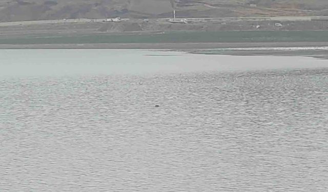 Gölete Giren İnek Telef Oldu