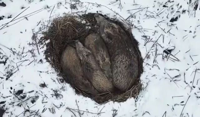 Yumak Halinde Uyuyan Domuz Ailesi Görüntülendi