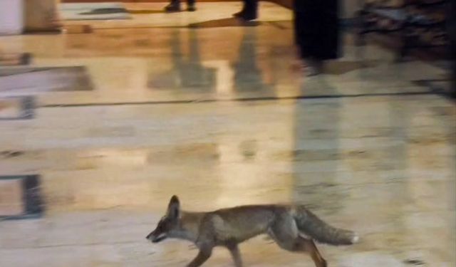 Tilki Yoğun Kar Nedeniyle Şehre İndi