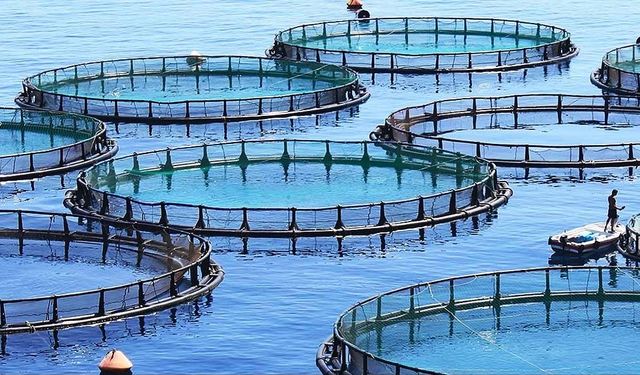 Bingöl’de alabalık yetiştiriciliği kursu açılacak