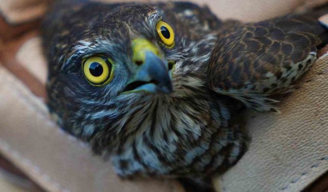 Muş'ta Yaralı Halde Bulunan Atmaca Koruma Altına Alındı