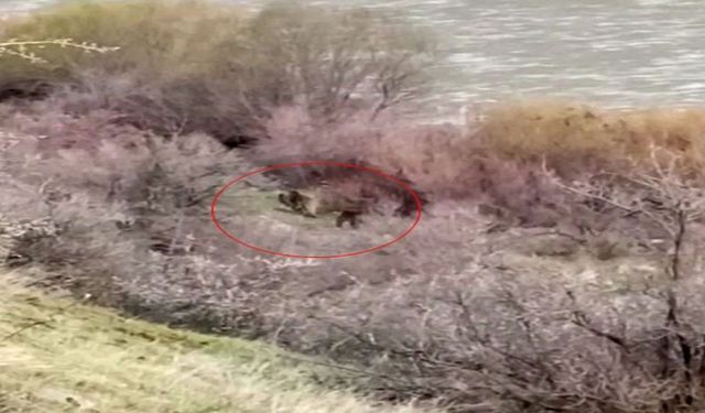 Murat Nehri'ne Balık Avlamaya Gitti, Ayı ve Yavrusuyla Karşılaştı