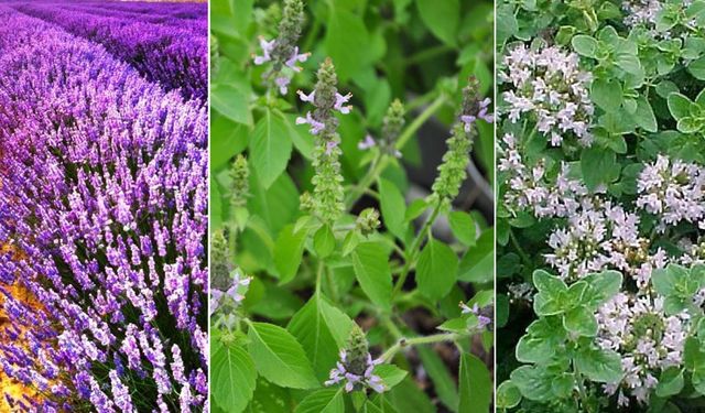 Bingöl’de Arıların En Çok Ziyaret Ettiği Bitkiler