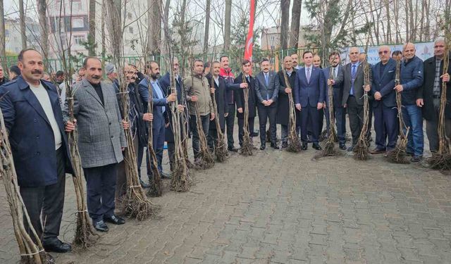 Bitlis'te Üreticiye 12 Bin Aşılı Ceviz Fidanı Desteği