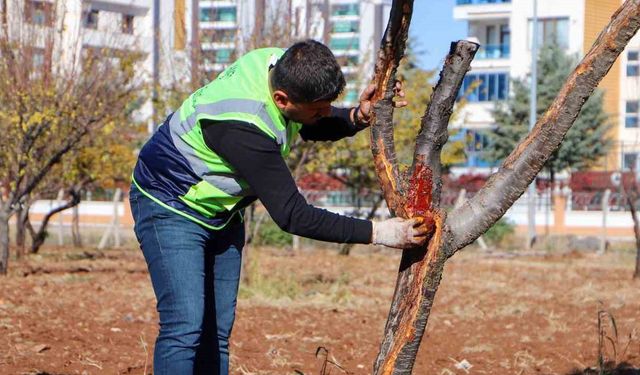 Diyarbakır'da Hastalıklı Ağaçların Tedavisi için Seferber Oldular