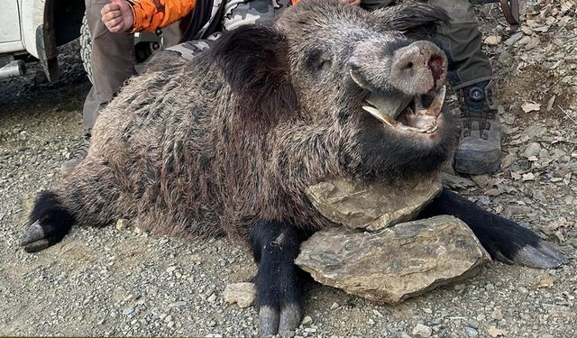 Elazığ'a Geldiler, Dev Domuzu Avladılar
